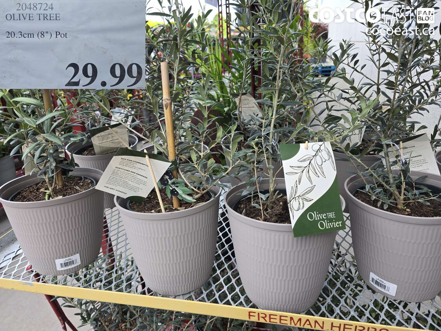 2048724 OLIVE TREE 20.3CM (8