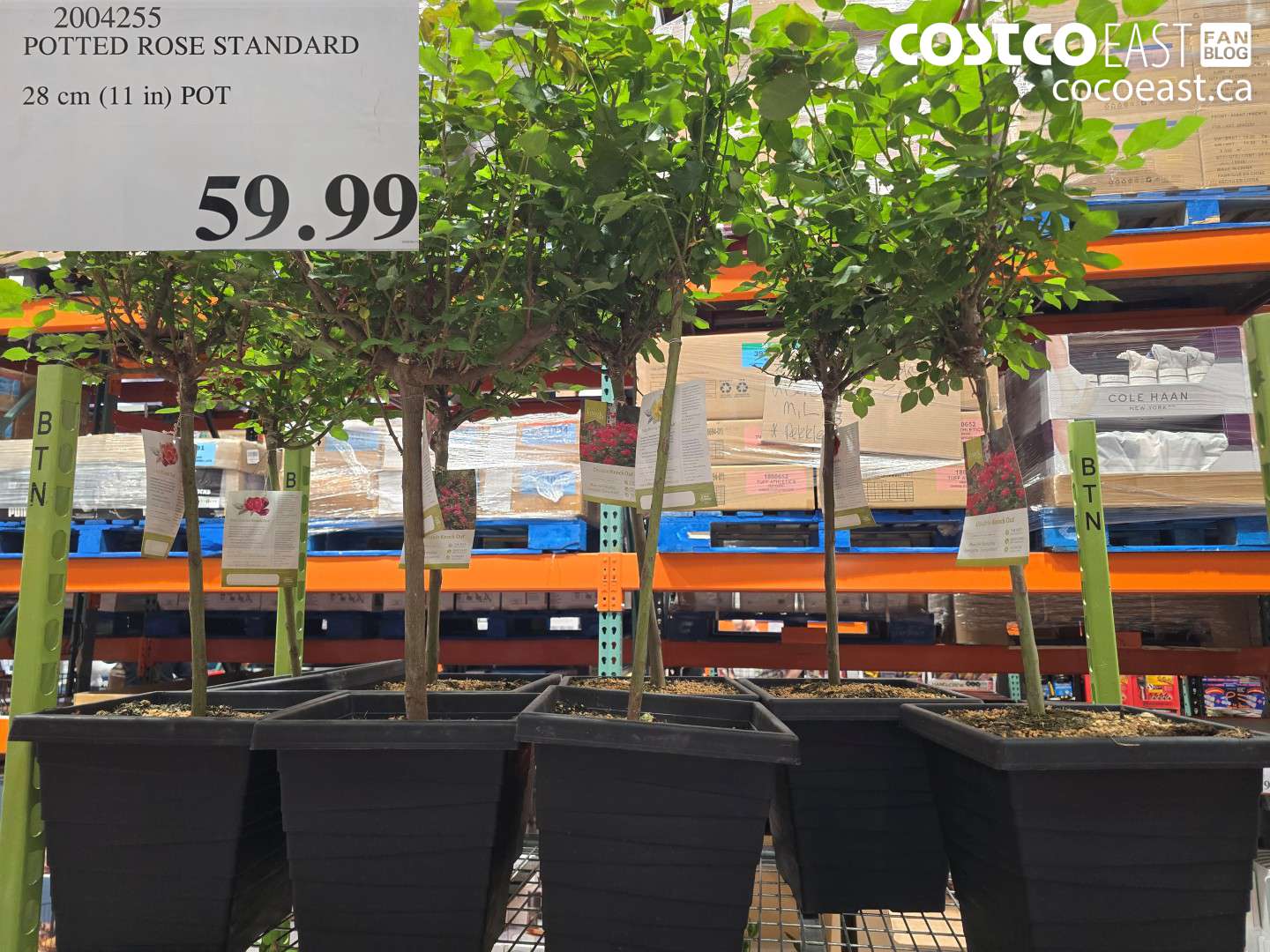 2004255 POTTED ROSE STANDARD 28 CM (11 IN) POT $59.99