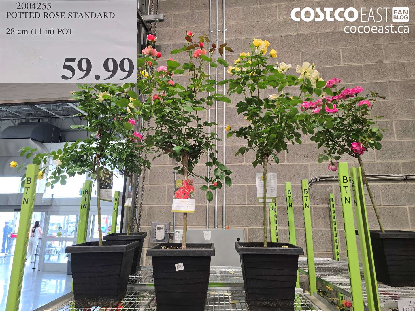 2004255 POTTED ROSE STANDARD 28 CM (11 IN) POT $59.99