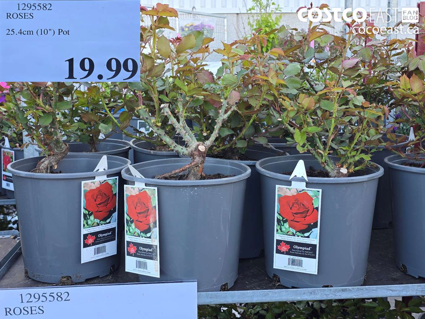 1295582 ROSES 25.4CM (10