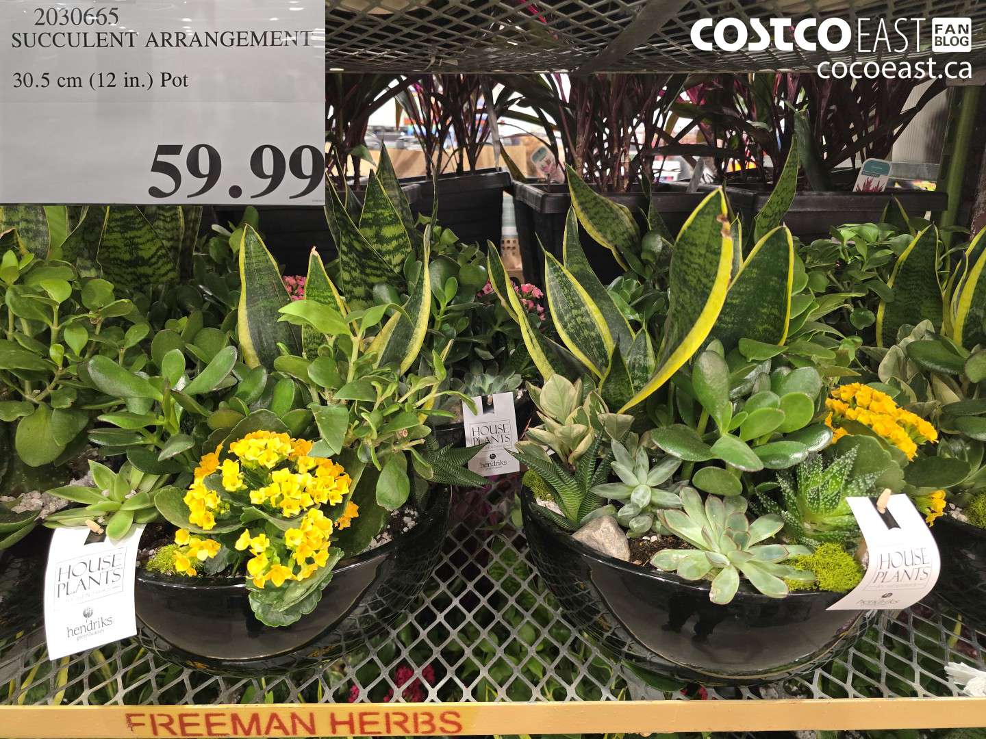 2030665 SUCCULENT ARRANGEMENT 30.5 CM (12 IN.) POT $59.99