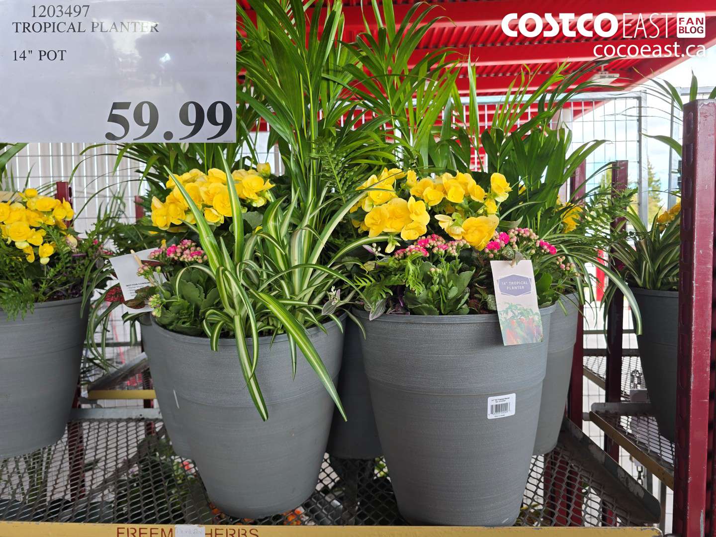 1203497 TROPICAL PLANTER 14 IN POT $59.99