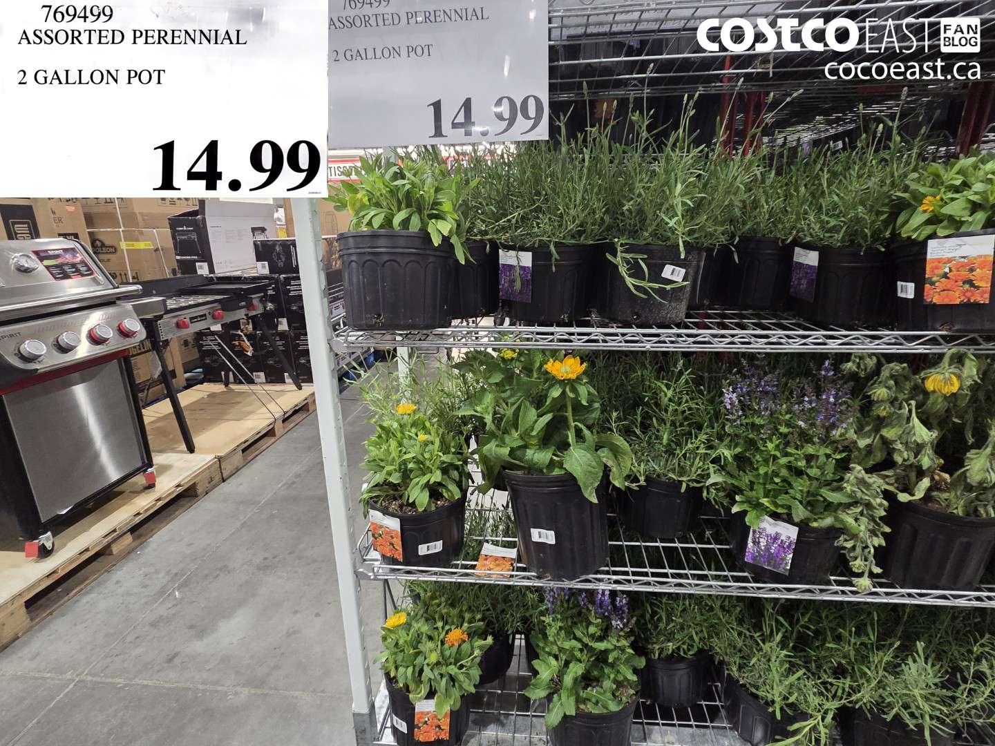 769499 ASSORTED PERENNIAL 2 GALLON POT $14.99