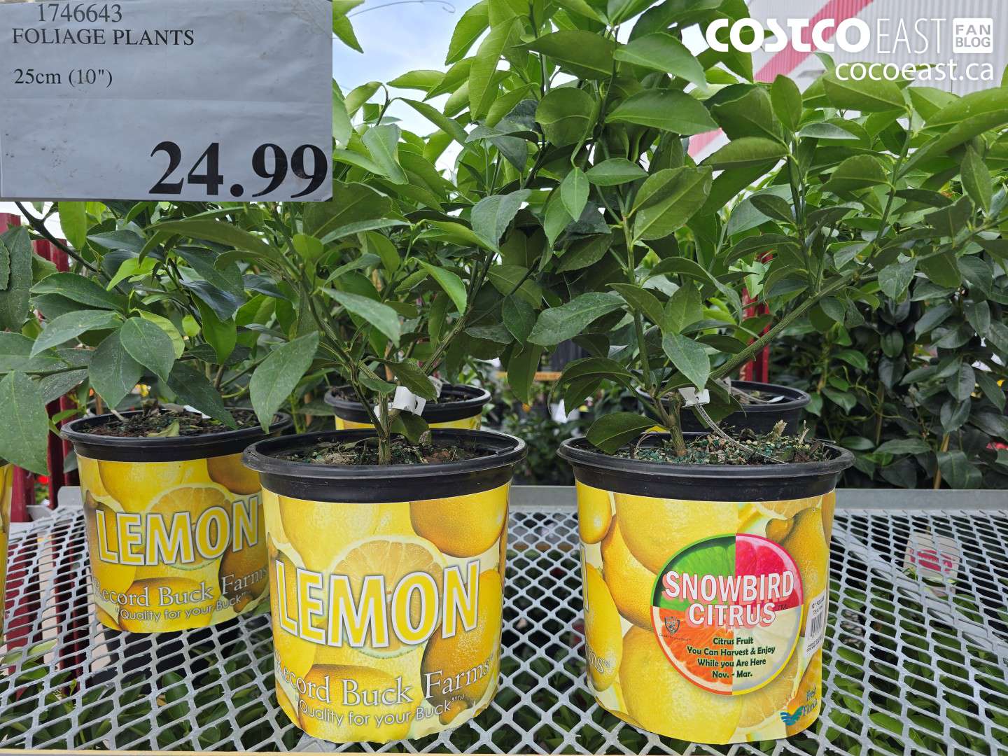 1746643 FOLIAGE PLANTS 25 CM (10
