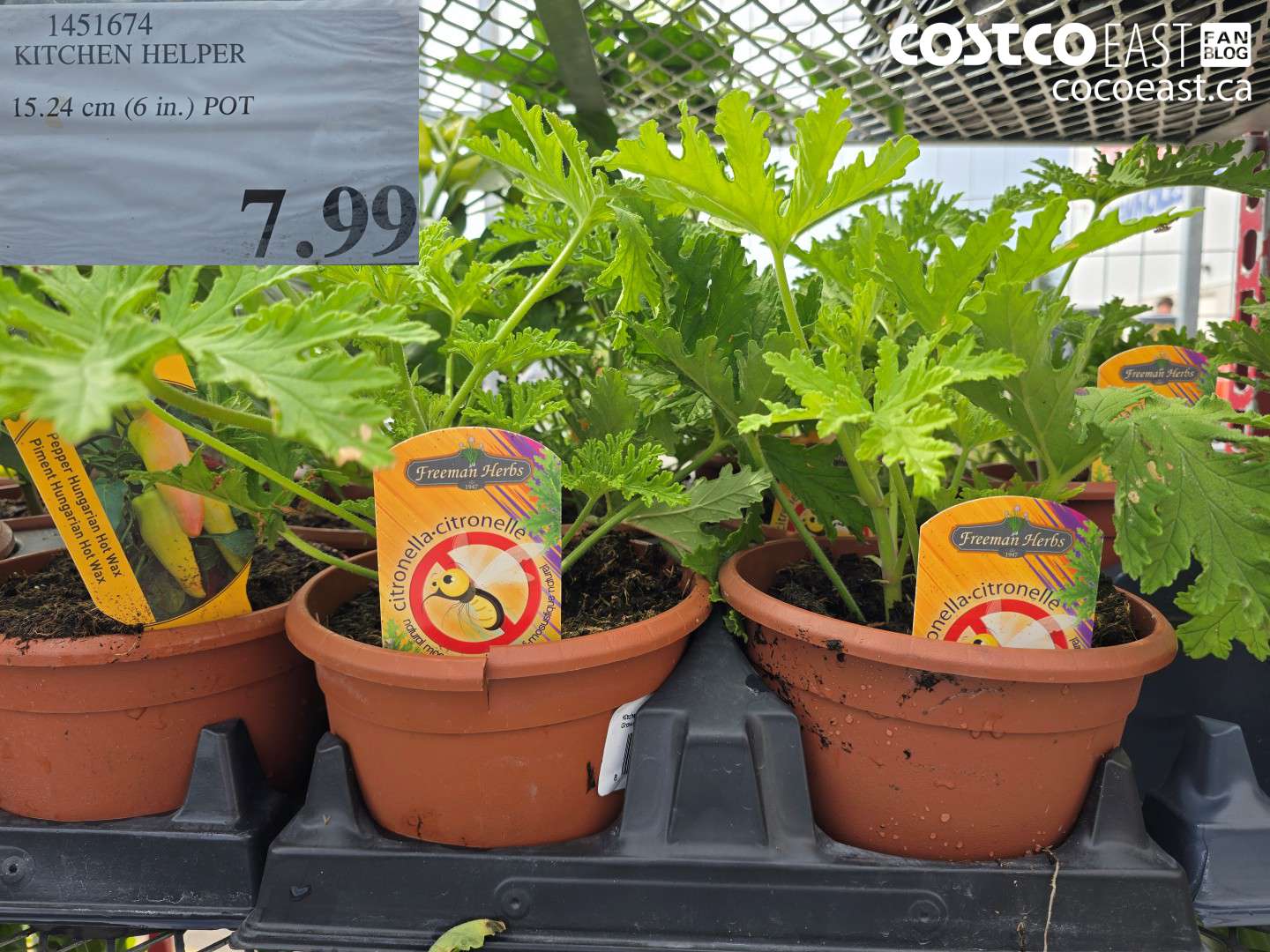 1451674 KITCHEN HELPER 15.24 CM (6 IN.) POT $7.99