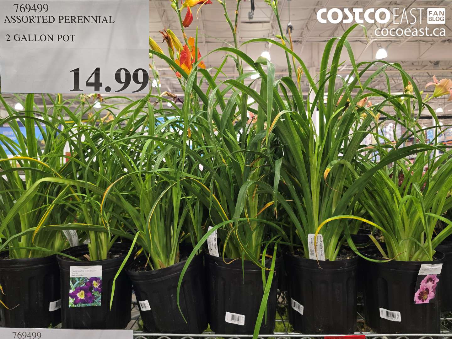769499 ASSORTED PERENNIAL 2 GALLON POT $14.99