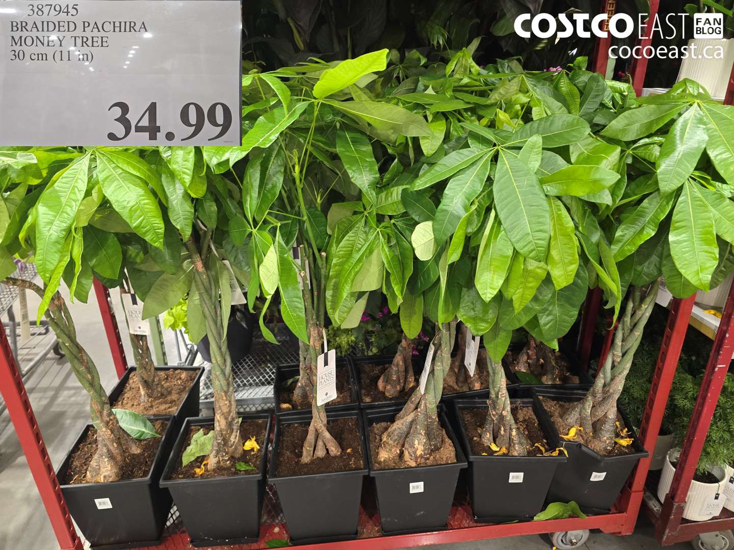 387945 BRAIDED PACHIRA MONEY TREE 30 CM (11 IN) $34.99