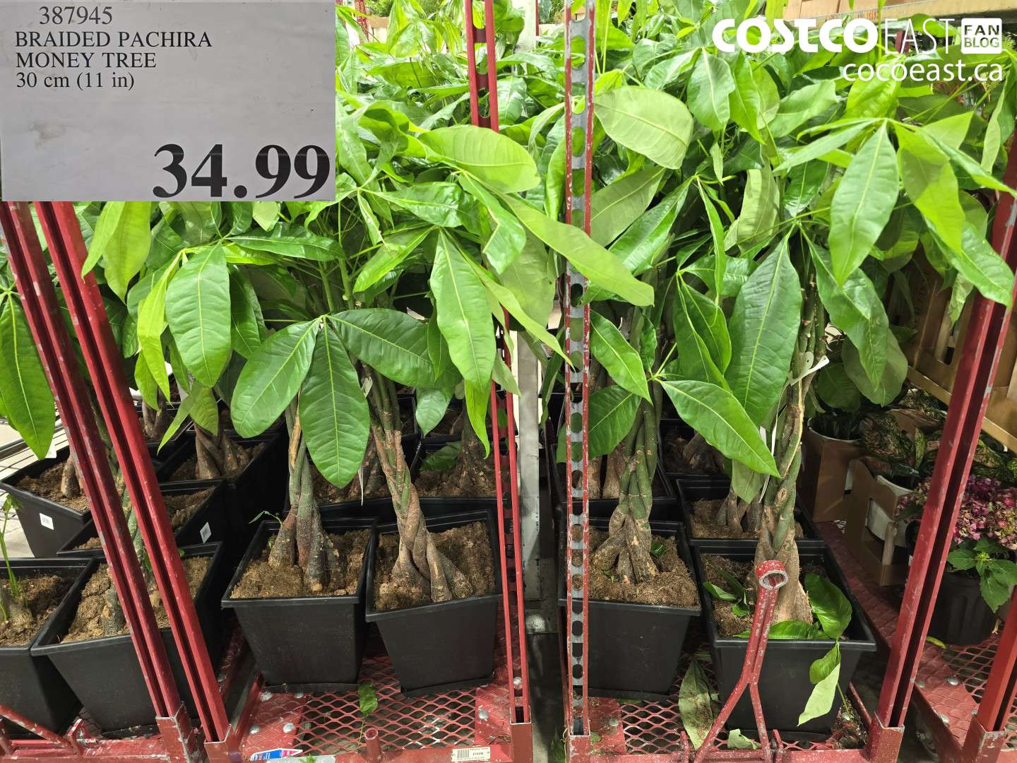 387945 BRAIDED PACHIRA MONEY TREE 30 CM (11 IN) $34.99