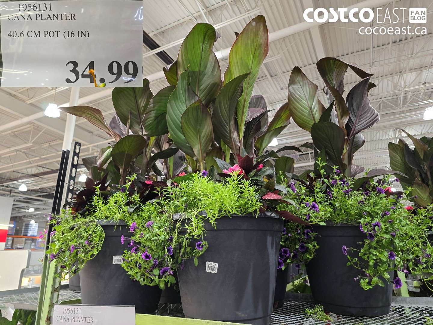1956131 CANA PLANTER 40.6 CM POT (16 IN) $34.99