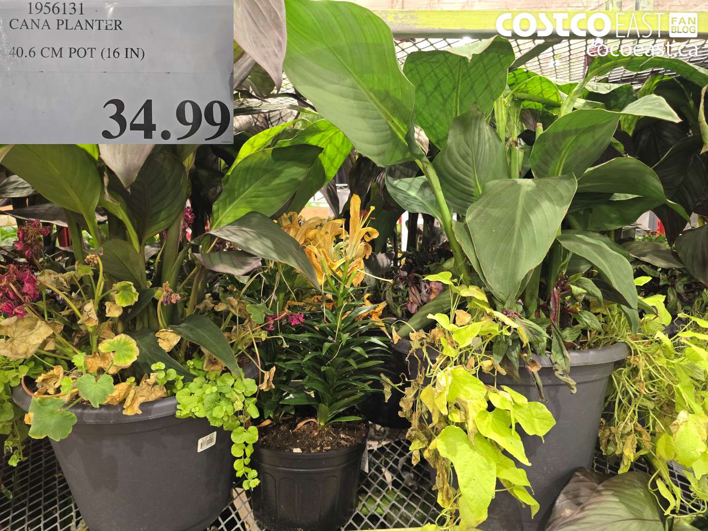 1956131 CANA PLANTER 40.6 CM POT (16 IN) $34.99