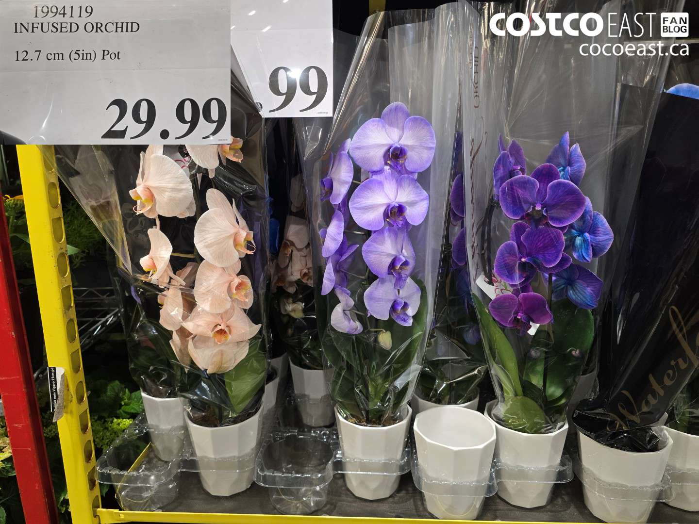 1994119 INFUSED ORCHID 12.7 CM (5 IN) POT $29.99