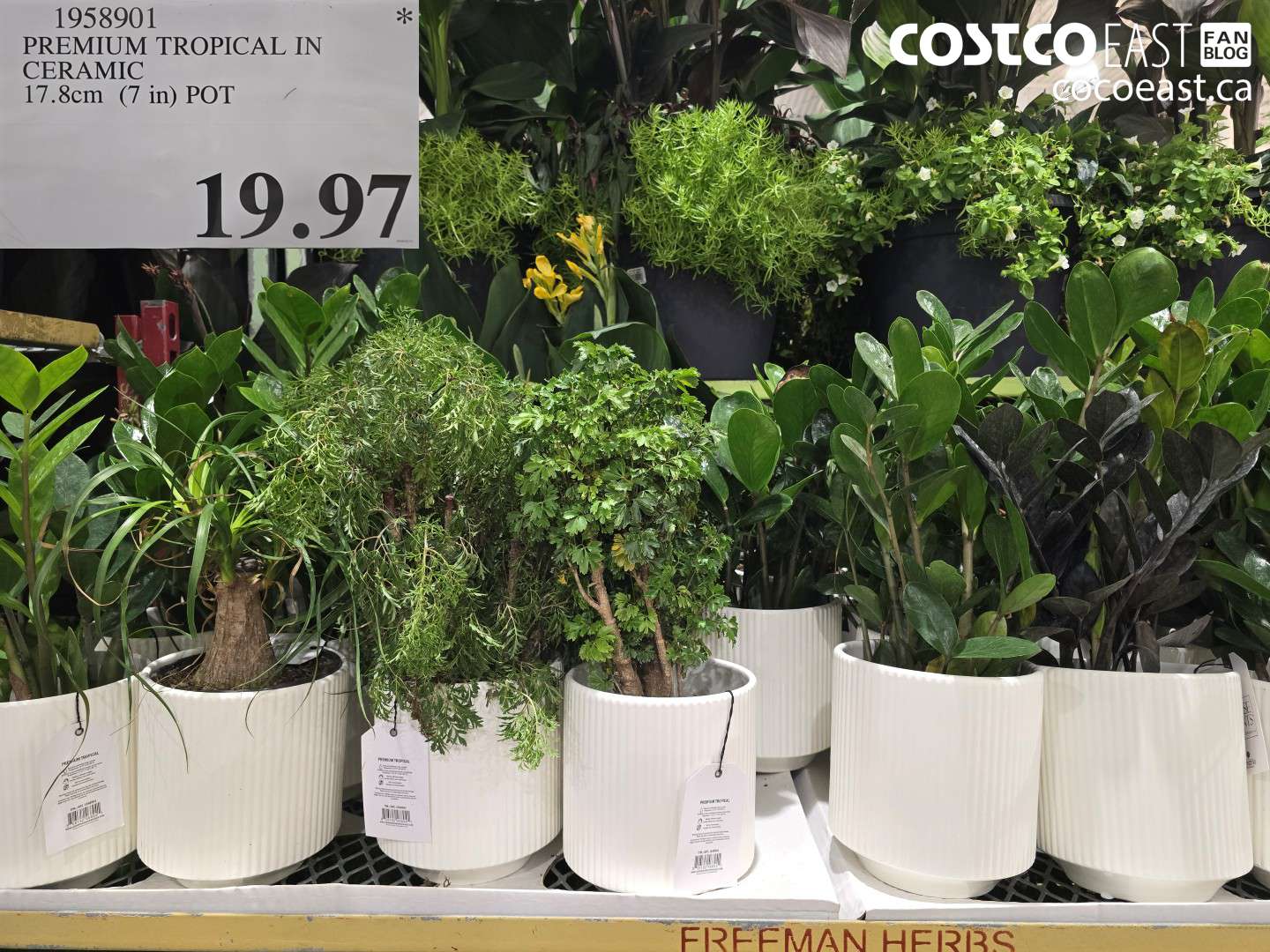 1958901 PREMIUM TROPICAL IN CERAMIC 17.8CM (7 IN) POT $19.97
