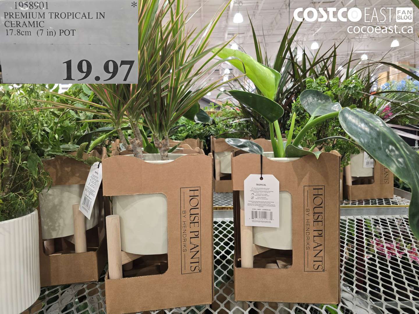 1958901 PREMIUM TROPICAL IN CERAMIC 17.8 CM (7 IN) POT $19.97