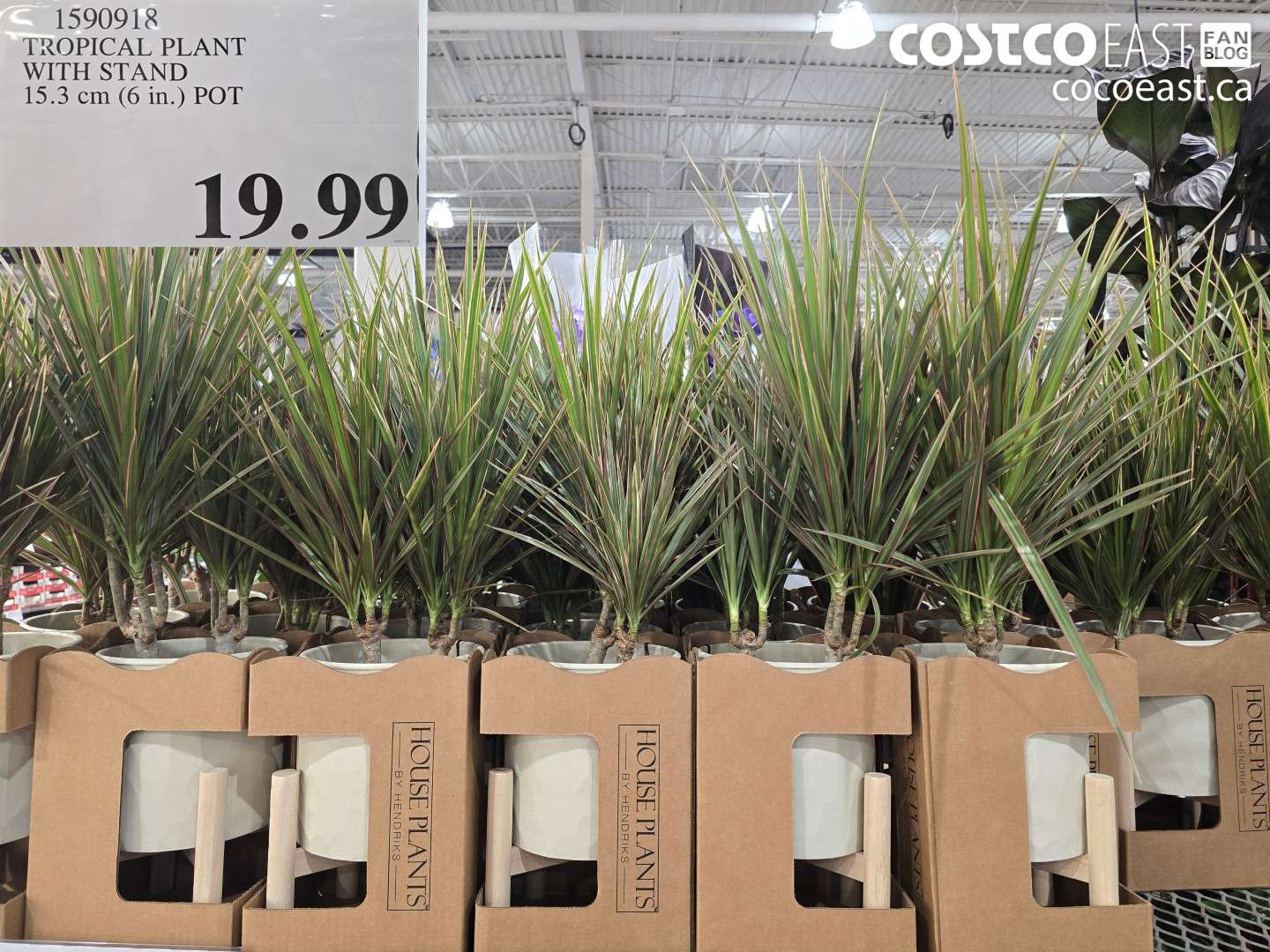1590918 TROPICAL PLANT WITH STAND 15.3 CM (6 IN.) POT $19.99