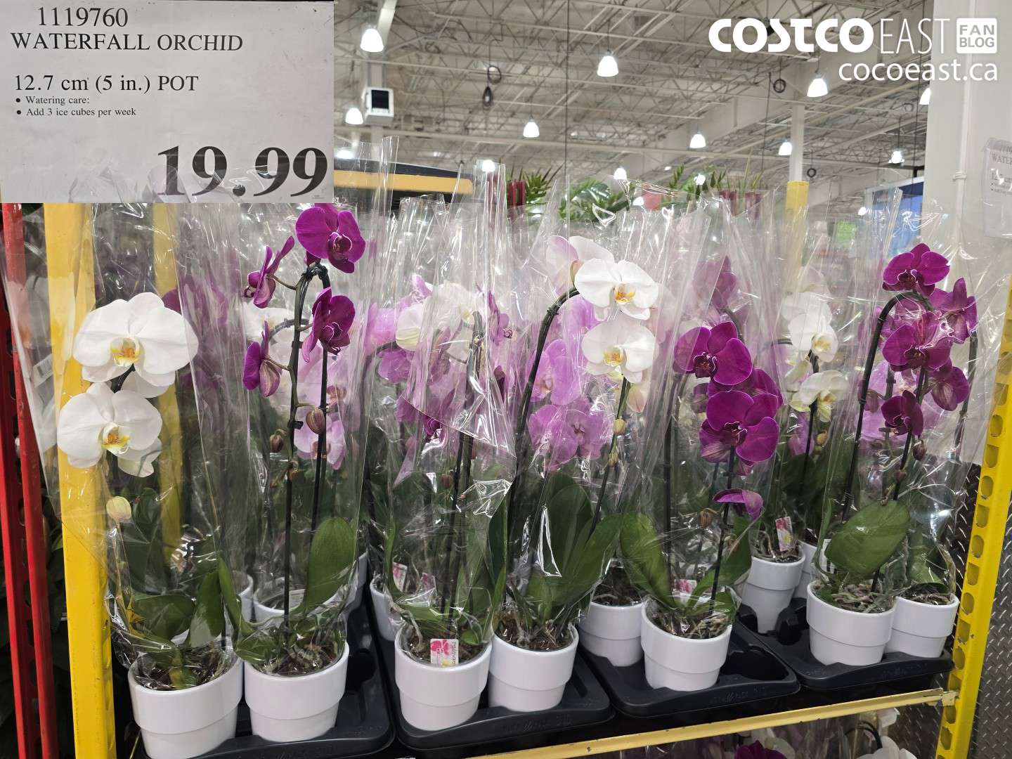1119760 WATERFALL ORCHID 12.7 CM (5 IN.) POT $19.99
