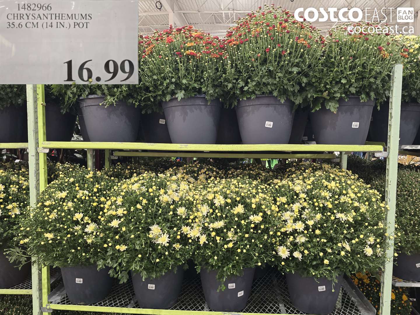 1482966 CHRYSANTHEMUMS 35.6 CM (14 IN.) POT $16.99