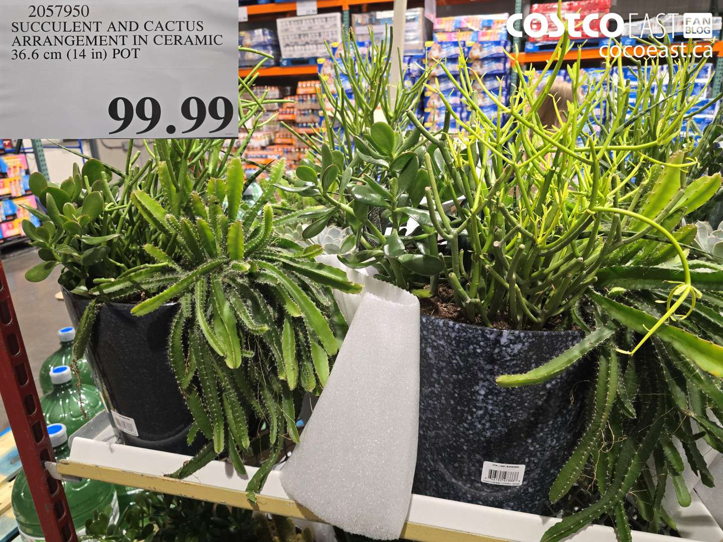 2057950 SUCCULENT AND CACTUS ARRANGEMENT IN CERAMIC 36.6 CM (14 IN) POT $99.99