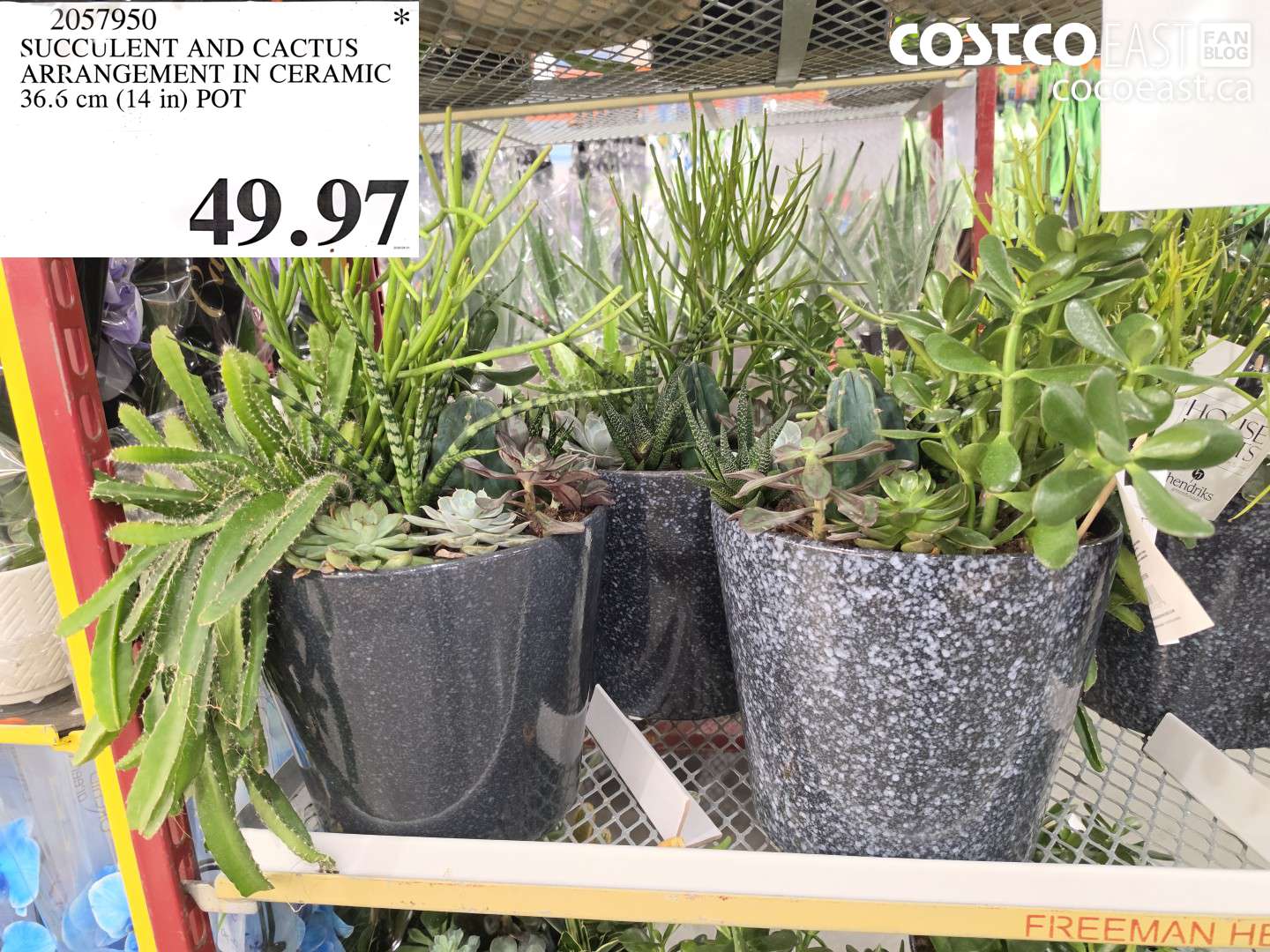 2057950 SUCCULENT AND CACTUS ARRANGEMENT IN CERAMIC 36.6 CM (14 IN) POT $49.97