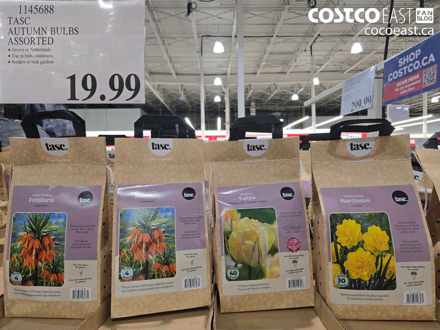 1145688 TASC AUTUMN BULBS ASSORTED $19.99
