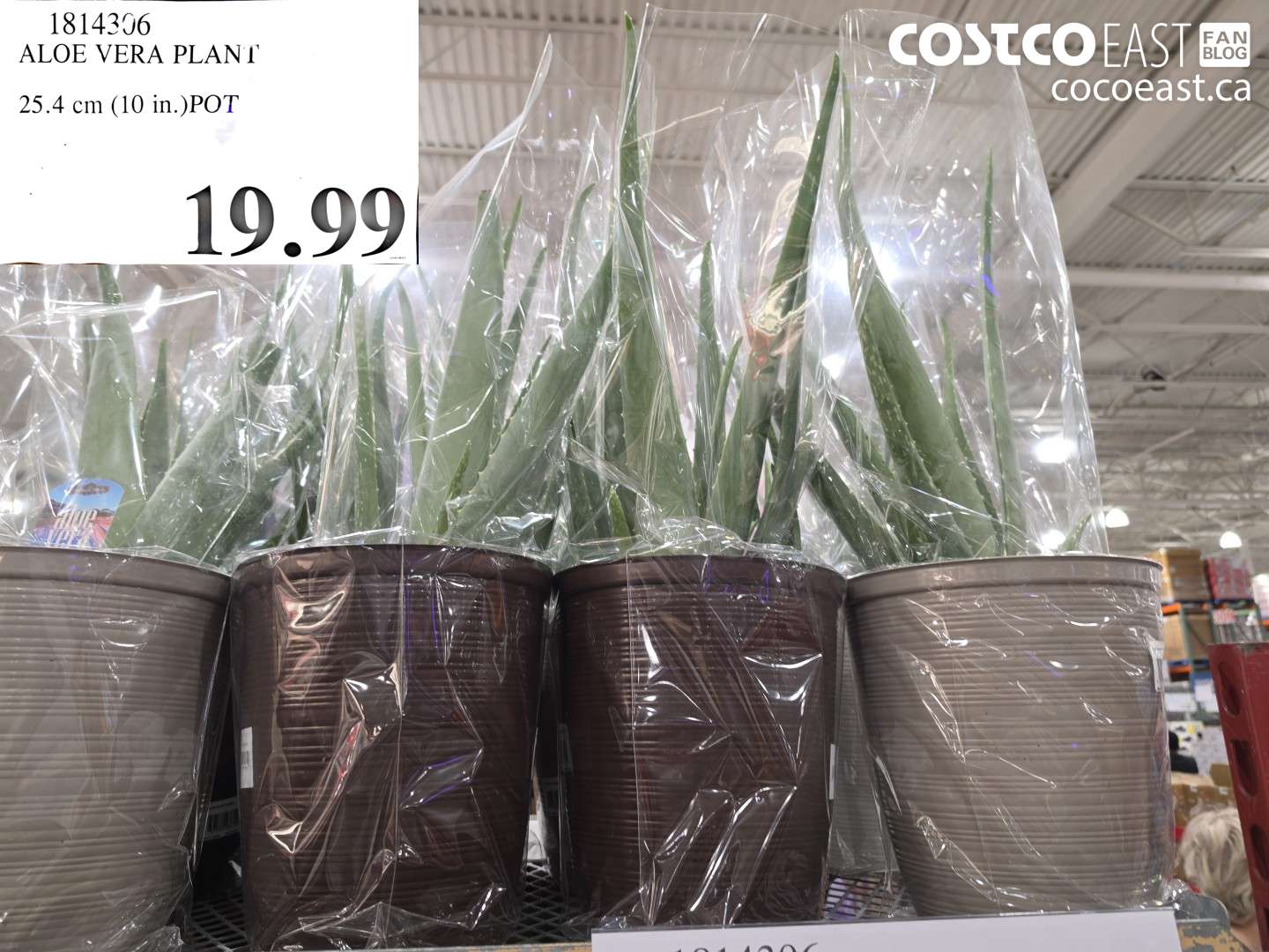 1814306 ALOE VERA PLANT 25.4 CM (10 IN.) POT $19.99