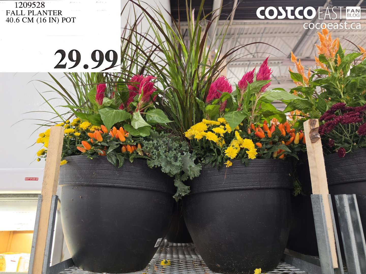 1209528 FALL PLANTER 40.6 CM (16 IN) POT $29.99