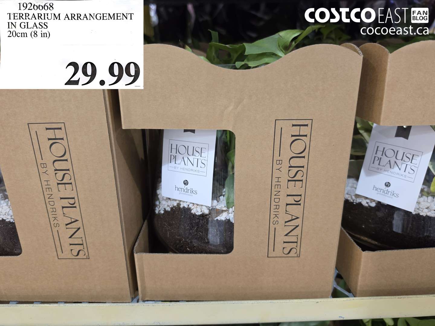 1926668 TERRARIUM ARRANGEMENT IN GLASS 20CM (8 IN) $29.99