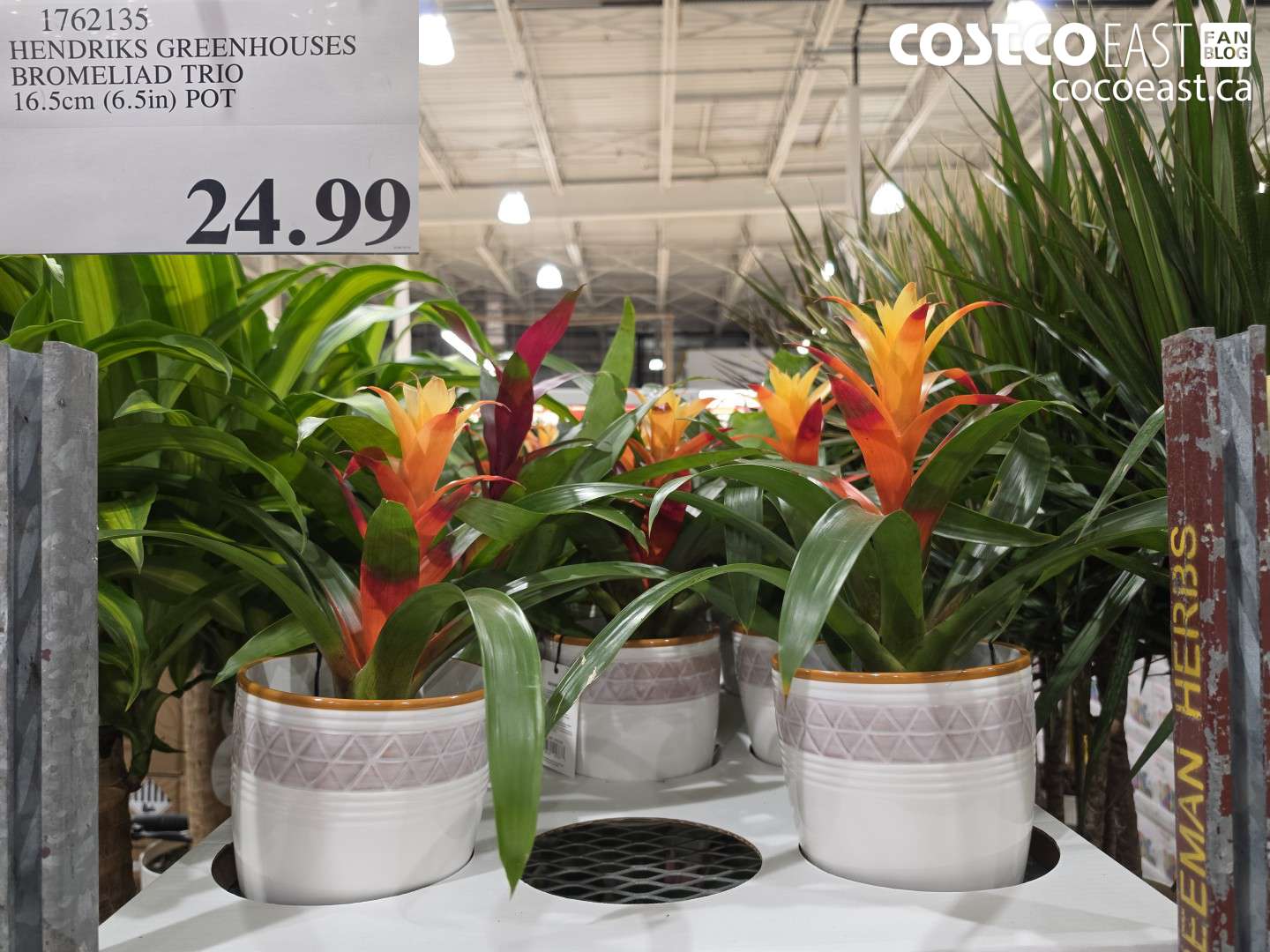 1762135 HENDRIKS GREENHOUSES BROMELIAD TRIO 16.5CM (6.5IN) POT $24.99