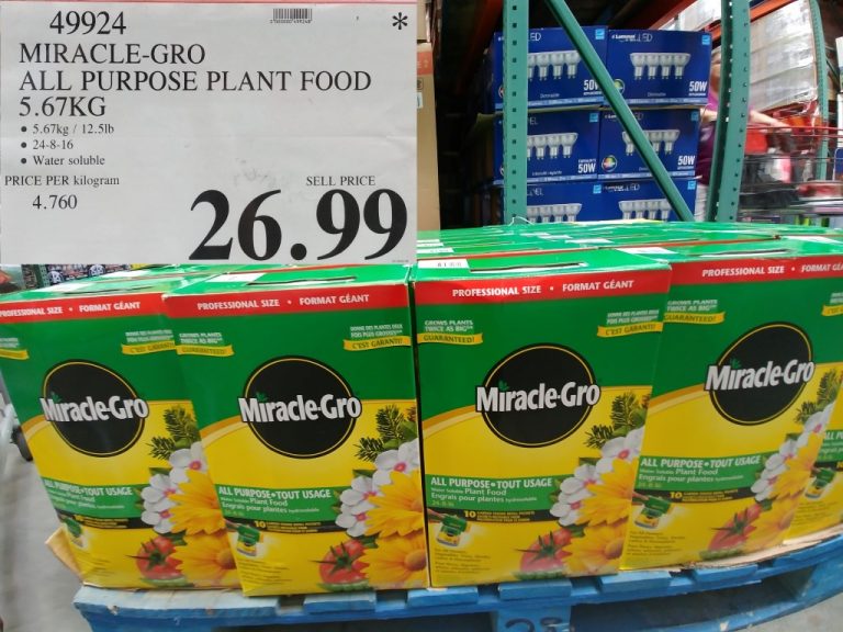 49924 MIRACLE GRO ALL PURPOSE PLANT FOOD 5 67KG 26 99 Costco East Fan