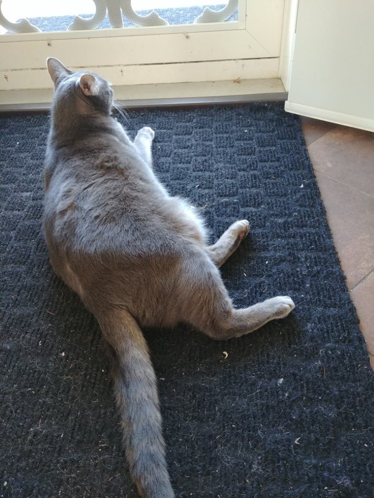 Dexter, #CatsofCostco