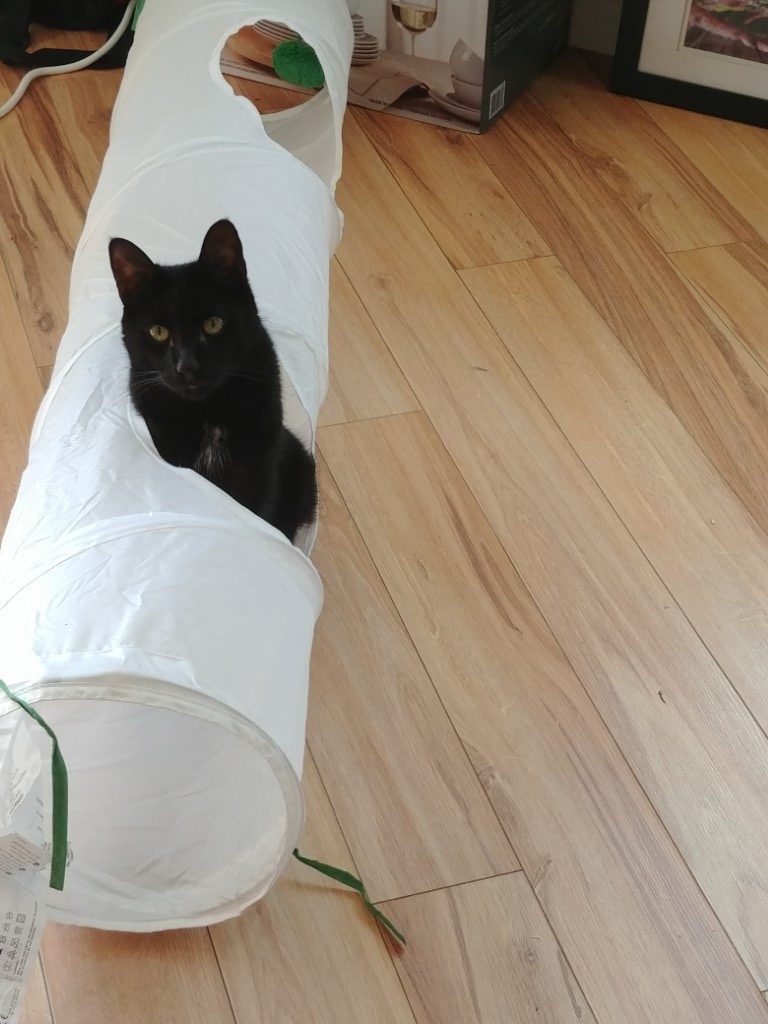 Ewok, the cats of Costco, #CatsofCostco