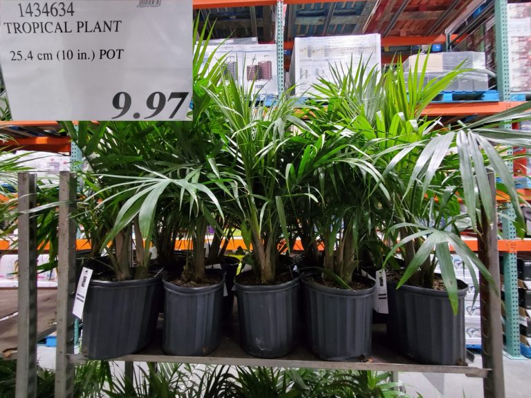 1434634 TROPICAL PLANT 25 4 CM 10 IN POT 9 97 Costco East Fan Blog