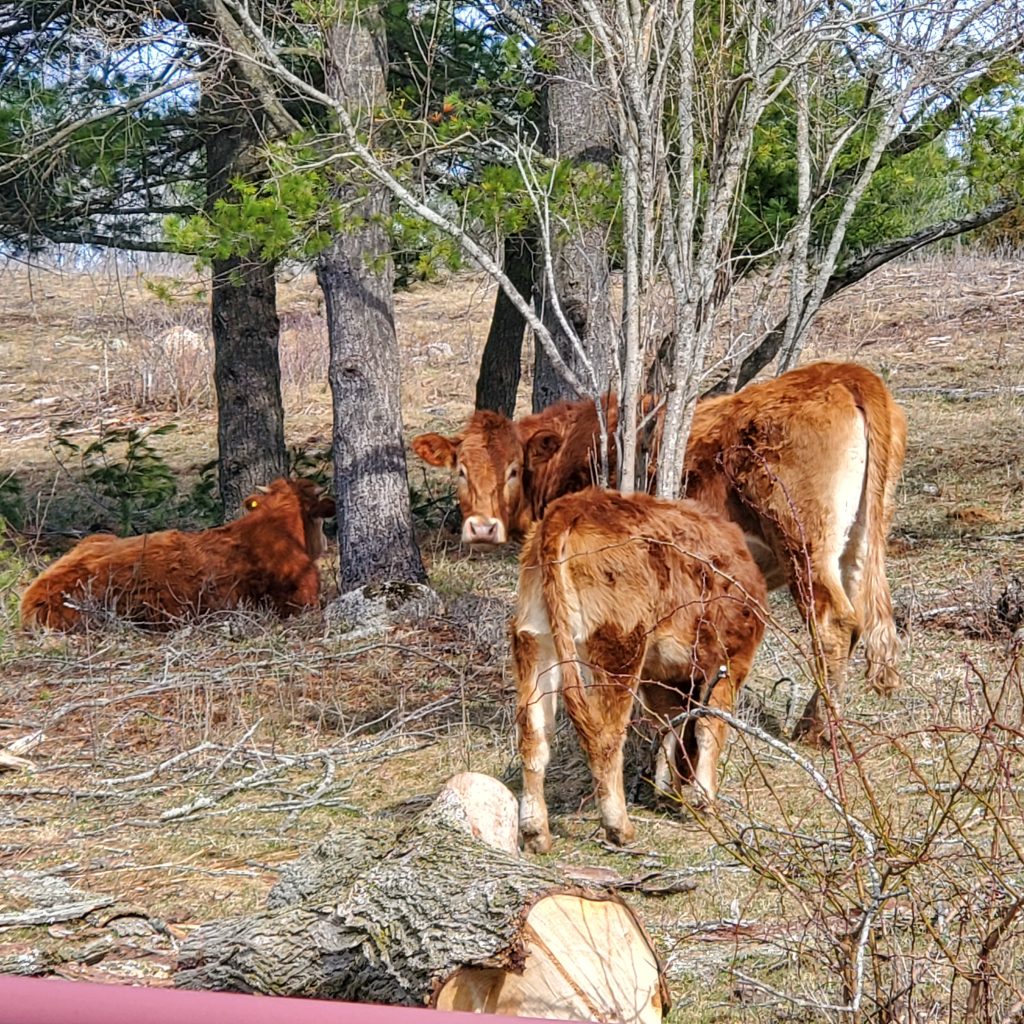 cows of costco