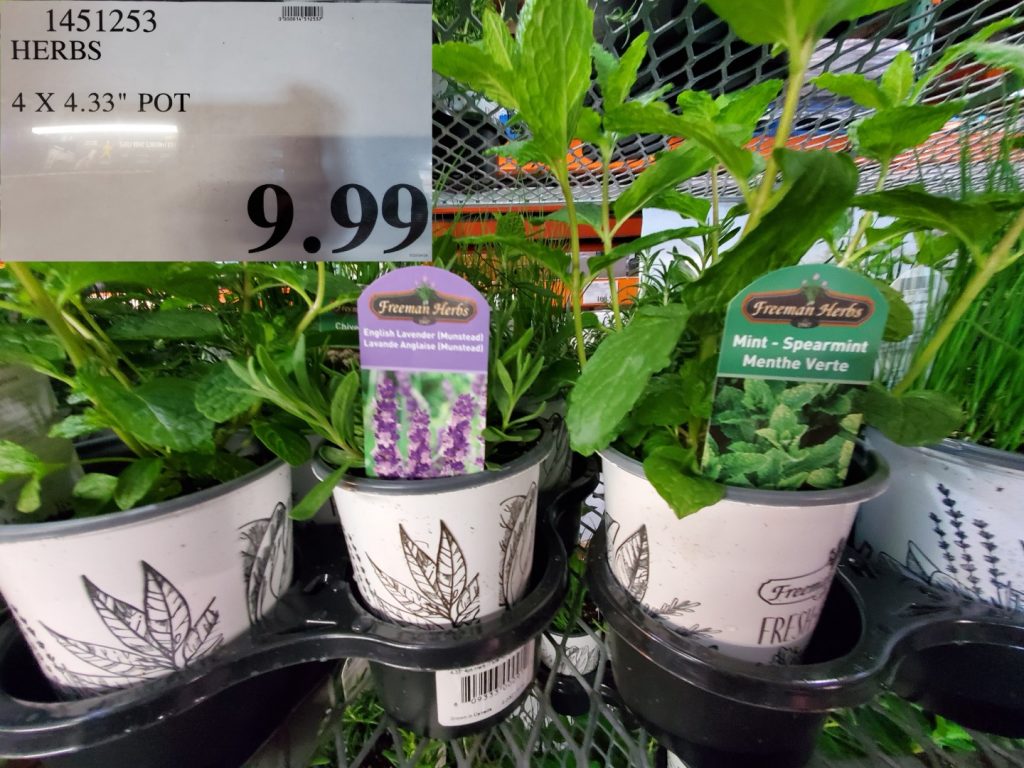 1451253 HERBS 4 X 4 33 POT 9 99 Costco East Fan Blog