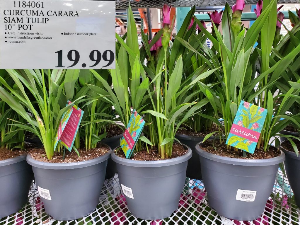 1184061 CURCUMA CARARA SIAM TULIP 10 POT 19 99 Costco East Fan Blog