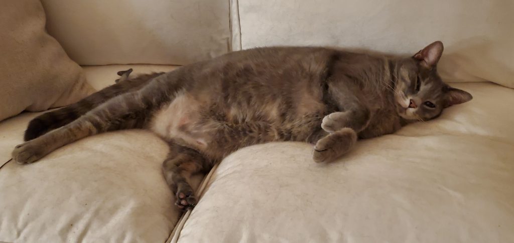 cats of costco cats of costco