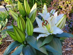 white lilies
