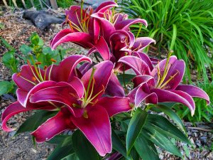 stargazer lilies