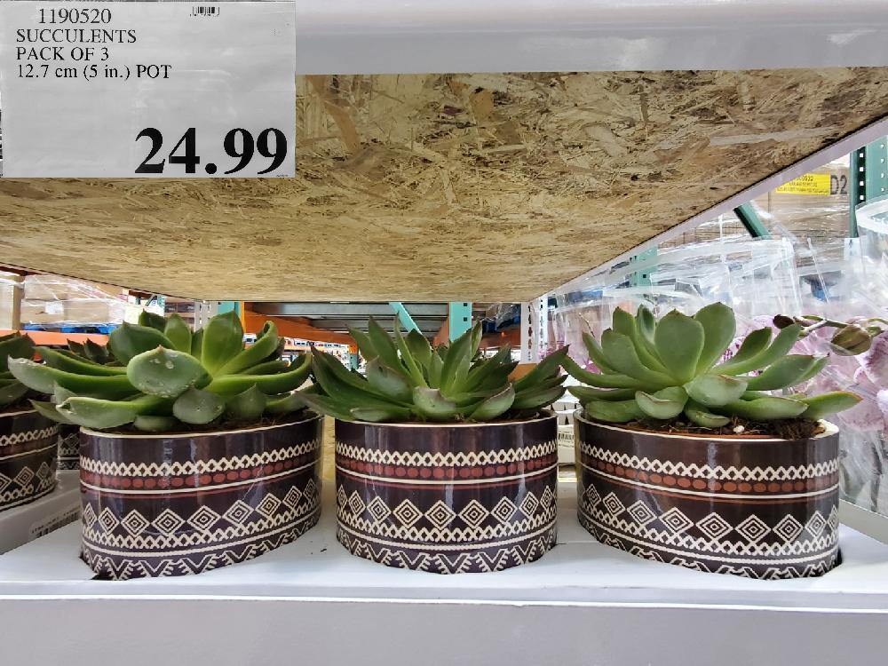 1190520 SUCCULENTS PACK OF 3 $24.99 