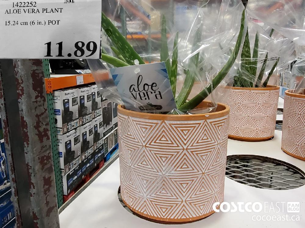 1422252 ALOE VERA PLANT 15.24 CM (6IN) POT $11.89