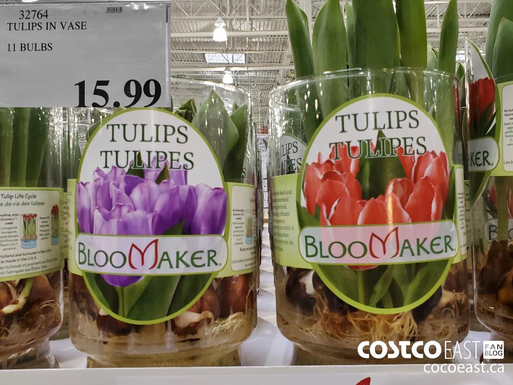 32764 TULIPS IN VASE 11 BULBS $15.99