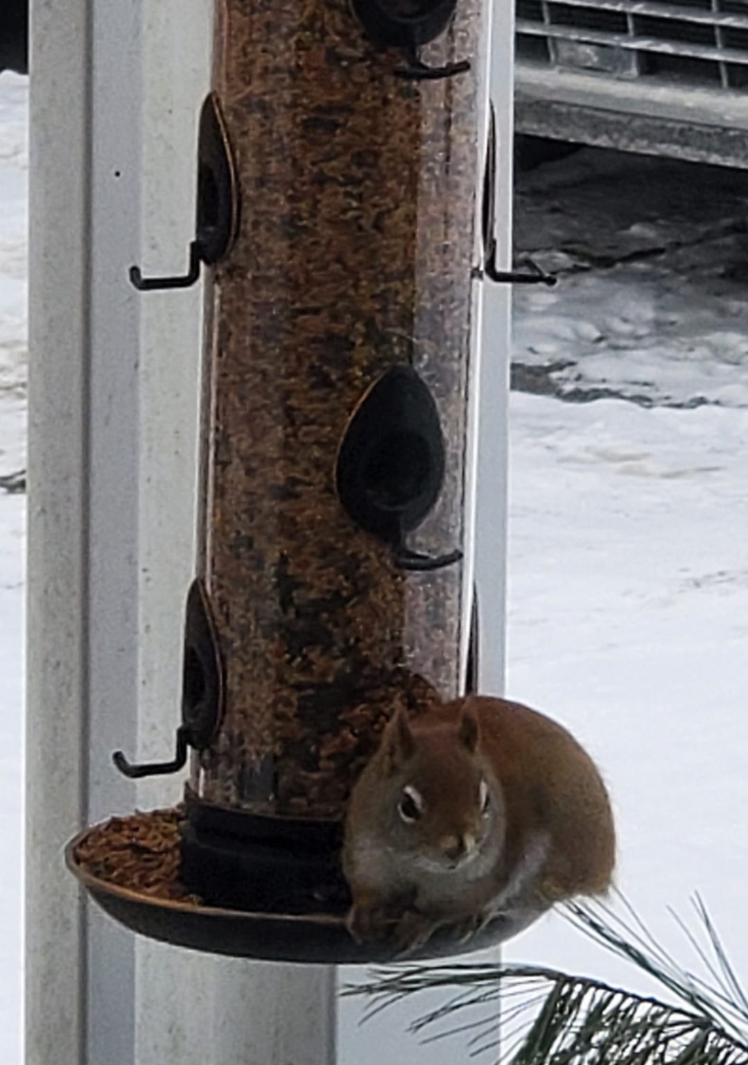 Costco Weekend Sales Feb 12th 14th 2021 Ontario, Quebec & Atlantic