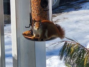 Red Squirrel