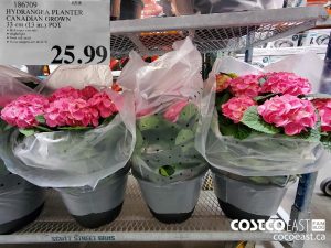 186709 
HYDRANGEA PLANTER
CANADIAN GROWN
33 cm (13 in.) POT
$25.99
