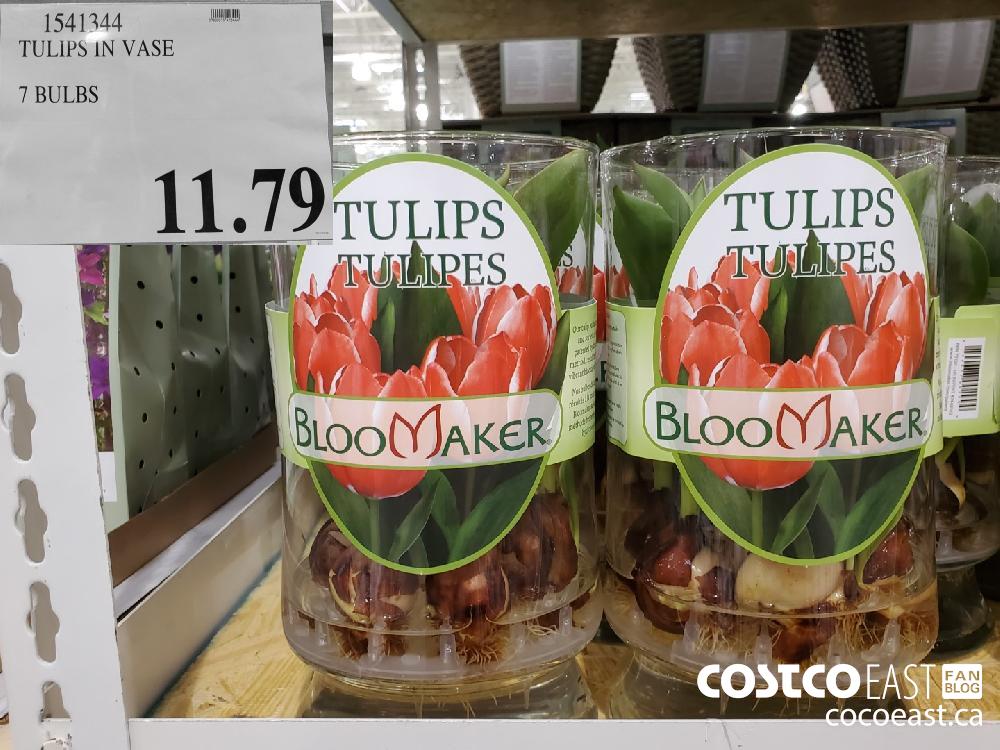 1541344 ~ TULIPS IN VASE 7 BULBS $11.79