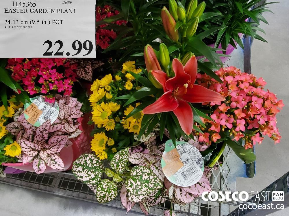 1145365 EASTER GARDEN PLANT 24.13 cm (9.5 in.) POT $22.99