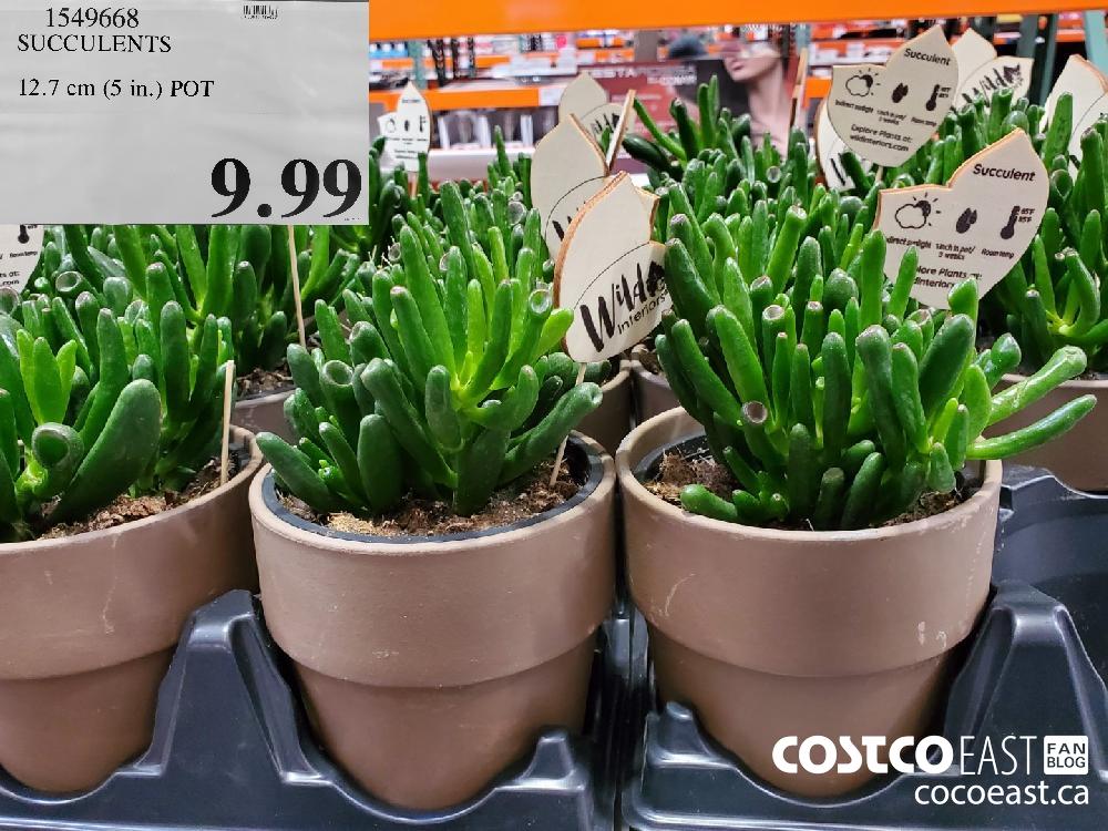 1549668 SUCCULENTS 12.7 cm (5 in.) POT $9.99