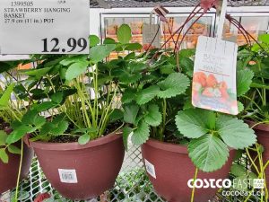 1399505
STRAWBERRY HANGING BASKET 27.9 cm (11 in.) POT 
$12.99