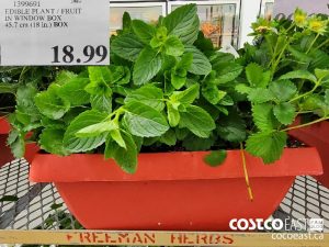 1399691
EDIBLE PLANT / FRUIT IN WINDOW BOX 45.7 cm (18 in.) BOX 
$18.99