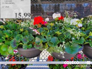 1203485
ULTRA BOWL 12" POT 
$15.99