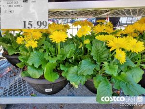 1203485
ULTRA BOWL 12" POT 
$15.99